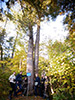 ����� ��������� (Pinus koraiensis Siebold et Zuss)