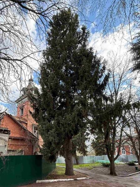 Ель обыкновенная (Picea abies L.)