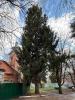 ��� ������������ (Picea abies L.)