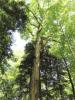��� ����� (Acer pseudoplatanus L.)