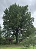 ��� ���������� (Quercus robur L.)