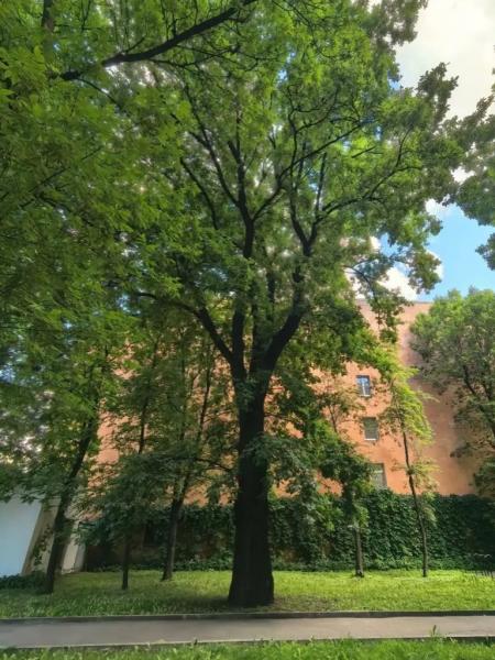 Дуб черешчатый (Quercus robur L.)