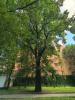 ��� ���������� (Quercus robur L.)