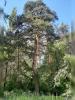 ����� ������������ (Pinus sylvestris L.)