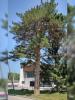 ����� ������������ (Pinus sylvestris L.)